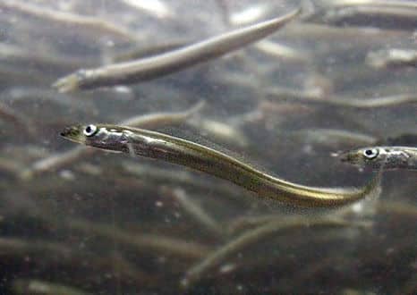 魚類図鑑・イカナゴ